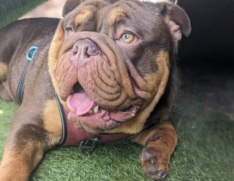 English Bulldog puppies for sale in Birkenhead, Merseyside – KC registered, 2 years old