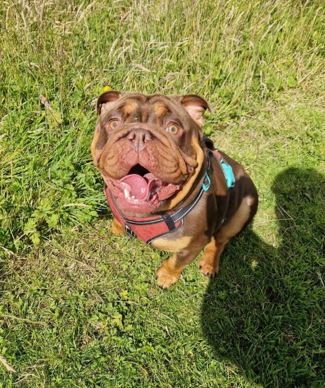 English Bulldog puppies for sale in Birkenhead, Merseyside – KC registered, 2 years old - Image 2 of 4