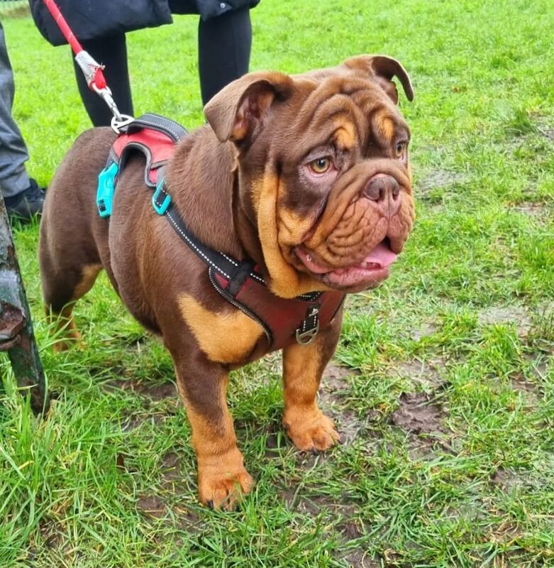 English Bulldog puppies for sale in Birkenhead, Merseyside – KC registered, 2 years old - Image 3 of 4