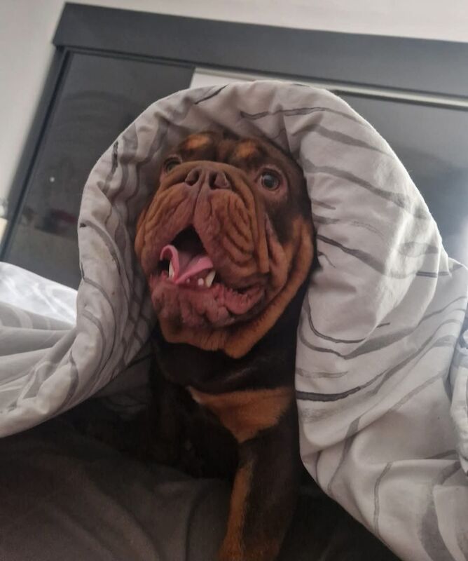 English Bulldog puppies for sale in Birkenhead, Merseyside – KC registered, 2 years old - Image 4 of 4