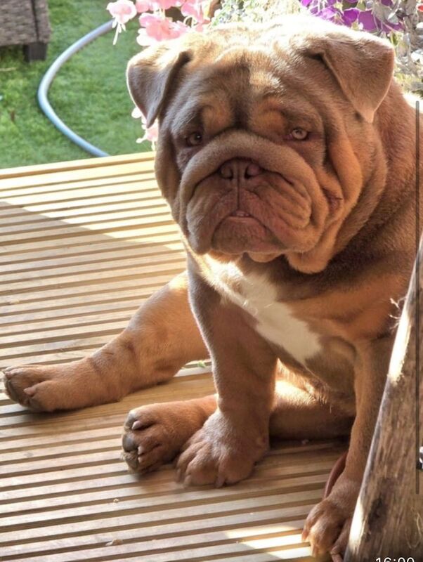 2 year old male intact English bulldog - Image 2 of 3