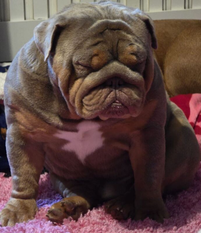 2 year old male intact English bulldog - Image 3 of 3