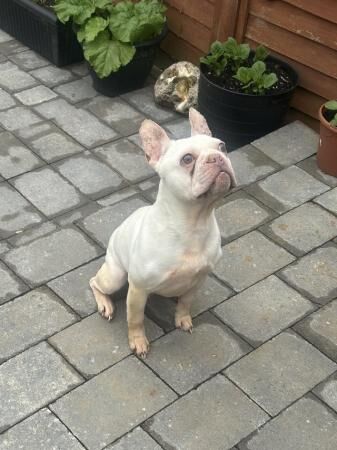 2 years and 5 months french bulldog male for sale in Coventry, West Midlands
