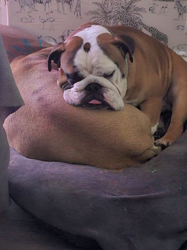 English Bulldog puppies for sale in Herefordshire – 2 years old