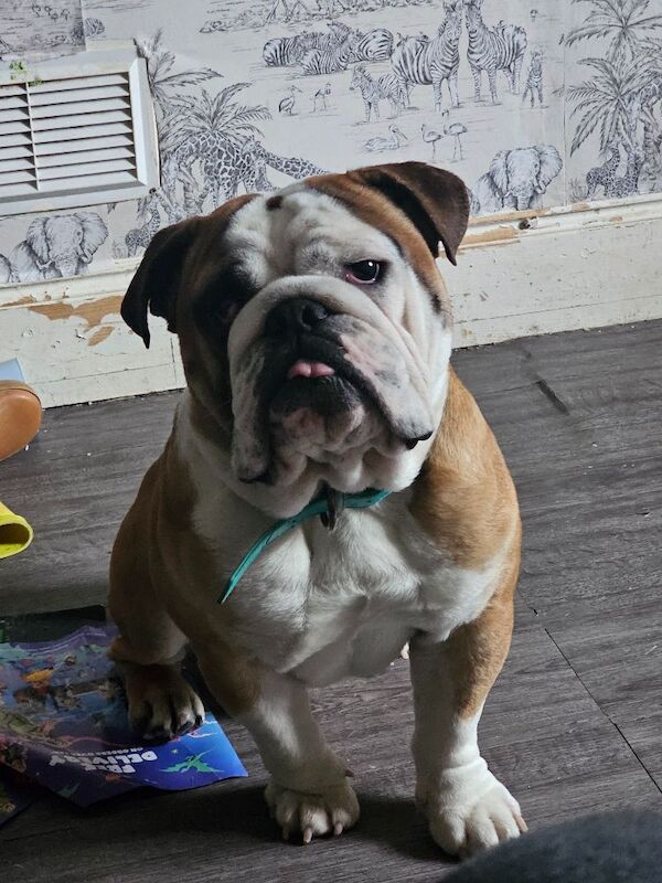 English Bulldog puppies for sale in Herefordshire – 2 years old - Image 2 of 5