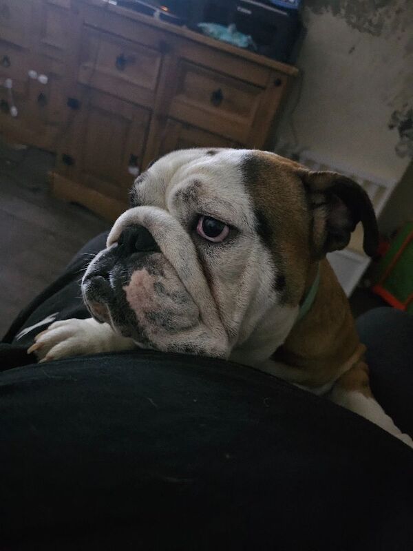 English Bulldog puppies for sale in Herefordshire – 2 years old - Image 3 of 5