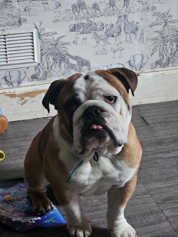English Bulldog puppies for sale in Herefordshire – 2 years old - Image 4 of 5