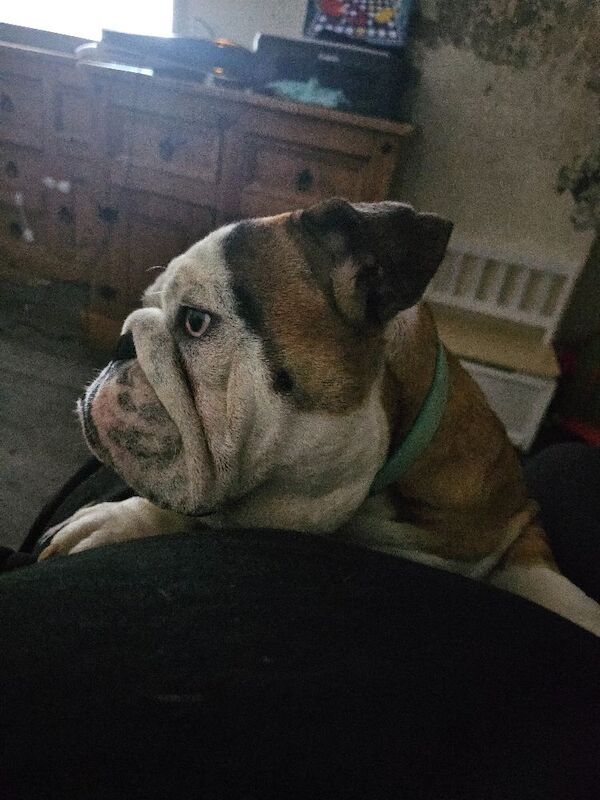 English Bulldog puppies for sale in Herefordshire – 2 years old - Image 5 of 5