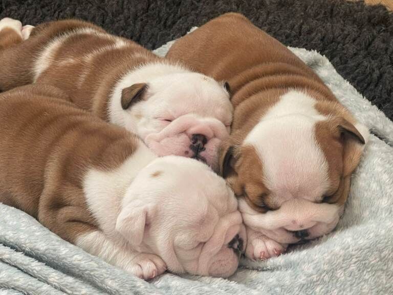 Kennel Club Registered English Bulldog Puppies For Sale