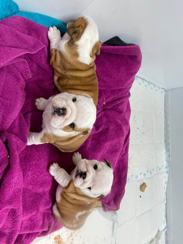 Female 14 month old KC British Bulldog for sale - Image 2 of 4