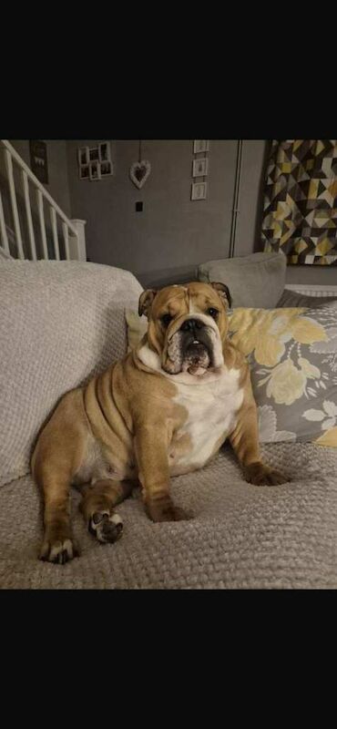 Female 14 month old KC British Bulldog for sale - Image 4 of 4