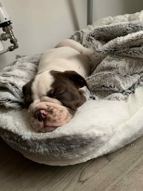 English Bulldog puppies for sale in Weston-super-Mare, Somerset – 10 weeks old