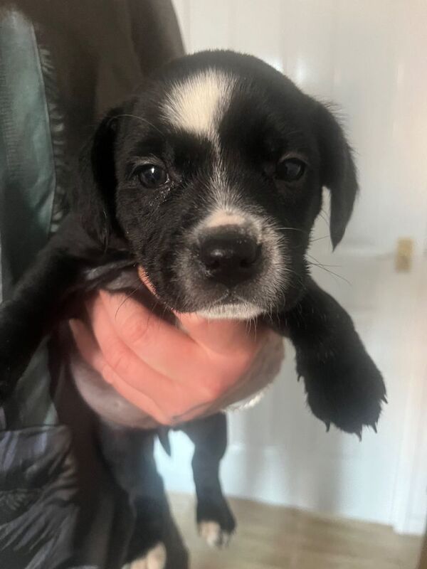 Bulldog Puppies For Sale