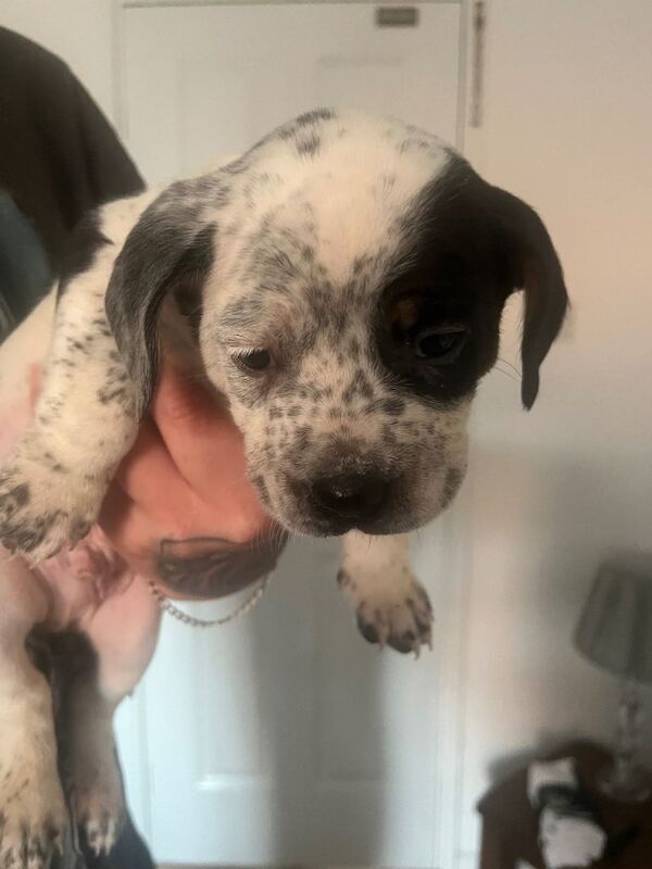 3 pups for sale blyth - Image 2 of 3