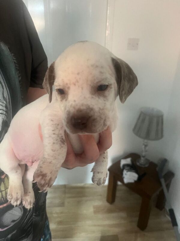 3 pups for sale blyth - Image 3 of 3