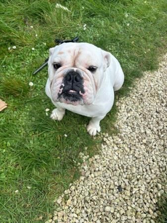 3 year old male british bulldog for sale in Stanford-le-Hope, Essex - Image 1