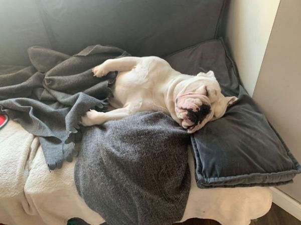 3 year old male british bulldog for sale in Stanford-le-Hope, Essex - Image 3