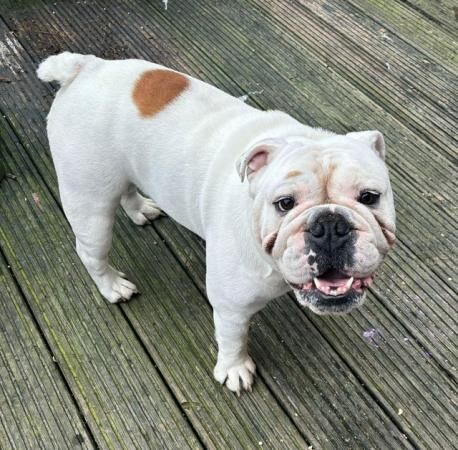 3 year old male british bulldog for sale in Stanford-le-Hope, Essex - Image 4