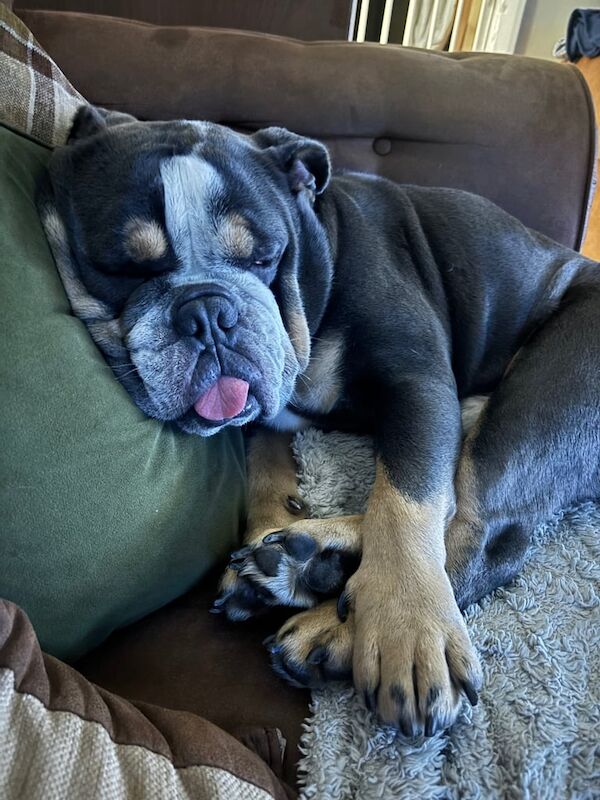 Bulldog Puppies For Sale
