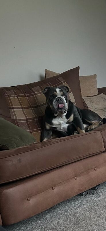 English Bulldog puppies for sale in Pontefract, West Yorkshire – 3 years old - Image 3 of 3