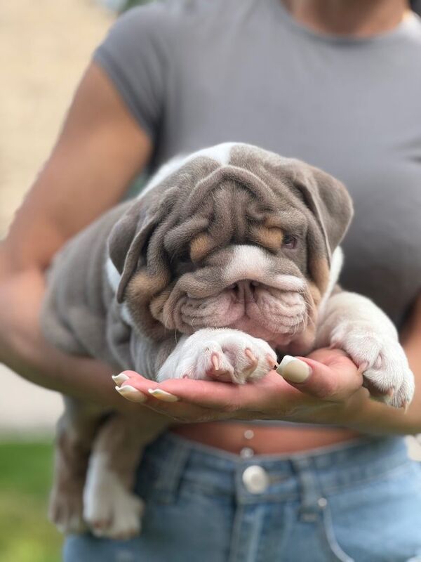 4 Beautiful Puppies Available - Image 2 of 6