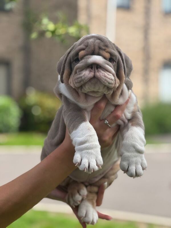4 Beautiful Puppies Available - Image 3 of 6