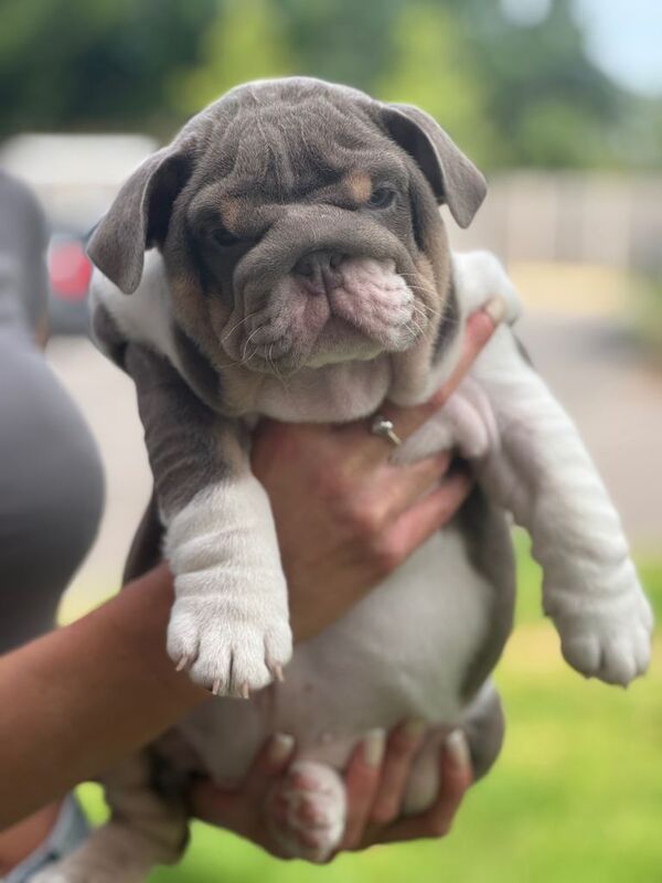4 Beautiful Puppies Available - Image 4 of 6