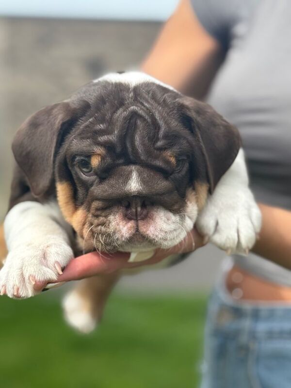 4 Beautiful Puppies Available - Image 5 of 6