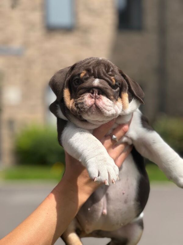4 Beautiful Puppies Available - Image 6 of 6