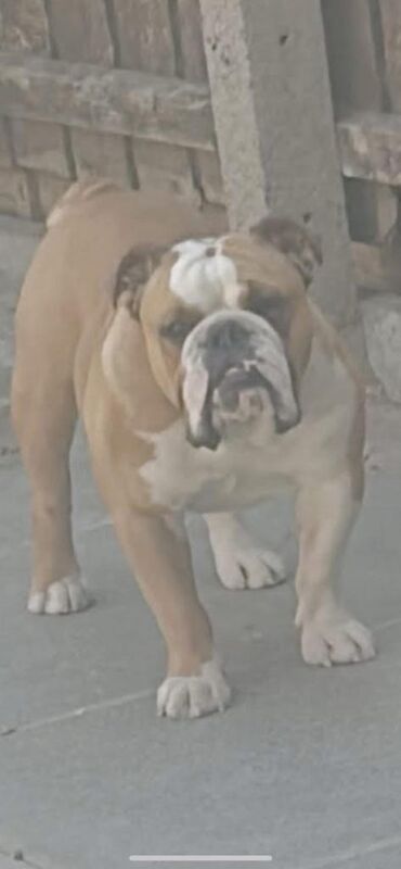 4 yr oldBritish bull dog for sale