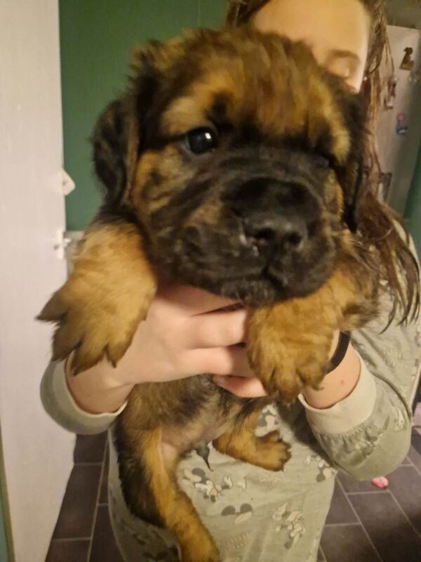 English Bulldog puppies for sale in Strelley, Nottinghamshire – 7 weeks old