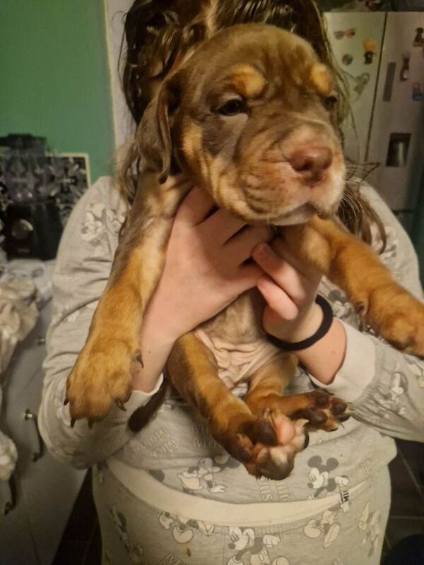 English Bulldog puppies for sale in Strelley, Nottinghamshire – 7 weeks old - Image 2 of 6