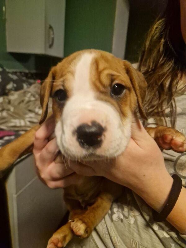 English Bulldog puppies for sale in Strelley, Nottinghamshire – 7 weeks old - Image 3 of 6