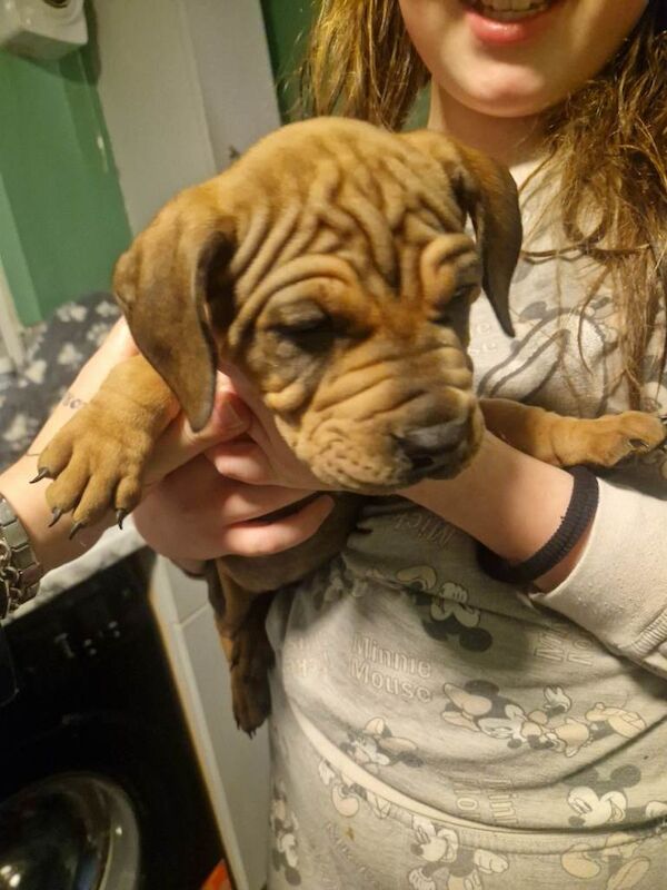 English Bulldog puppies for sale in Strelley, Nottinghamshire – 7 weeks old - Image 4 of 6
