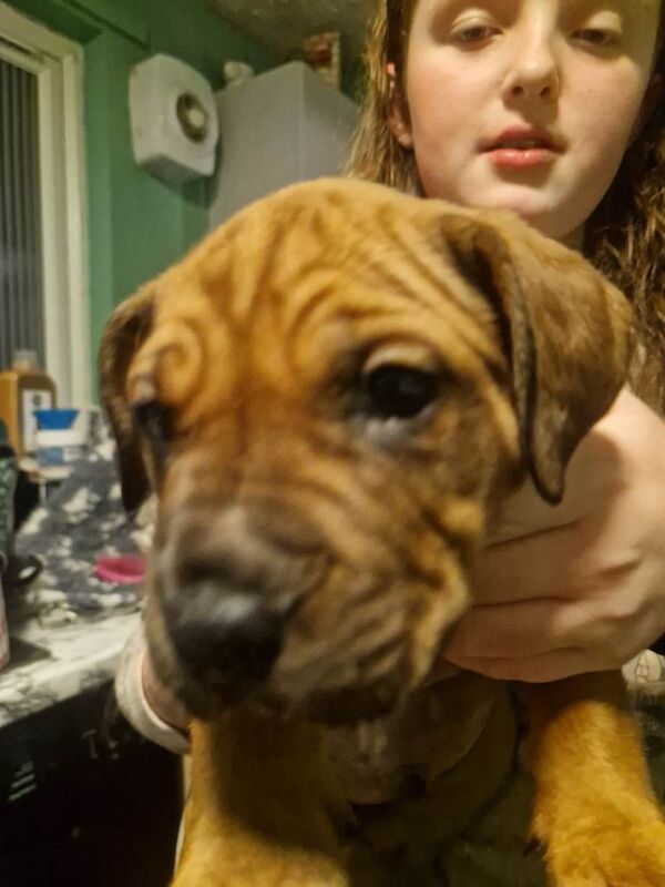 English Bulldog puppies for sale in Strelley, Nottinghamshire – 7 weeks old - Image 5 of 6