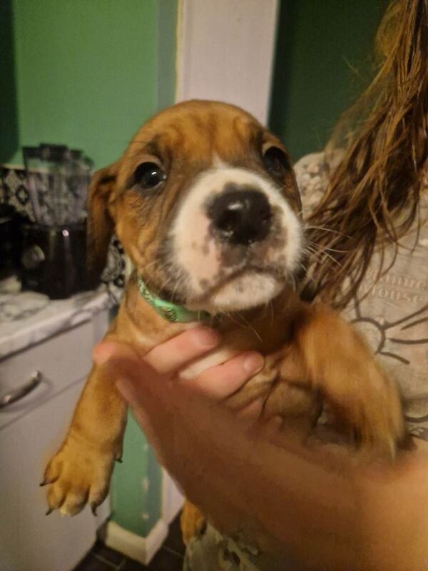 English Bulldog puppies for sale in Strelley, Nottinghamshire – 7 weeks old - Image 6 of 6