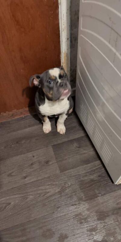 English Bulldog puppies for sale in Antrim, County Antrim – 3 months old