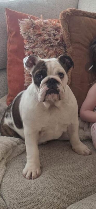 5 month old bulldog puppy