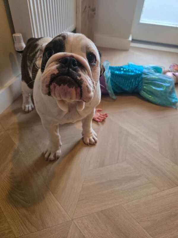 5 month old bulldog puppy - Image 3 of 3