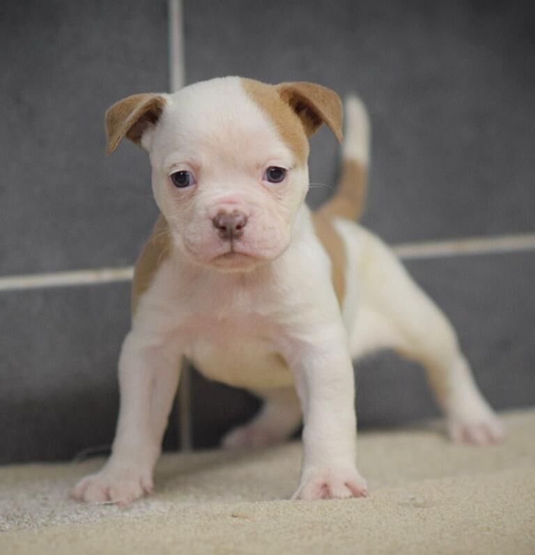 English Bulldog puppies for sale in Wisbech, Cambridgeshire – 3 months old - Image 3 of 5