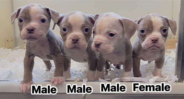 English Bulldog puppies for sale in Wisbech, Cambridgeshire – 3 months old - Image 4 of 5