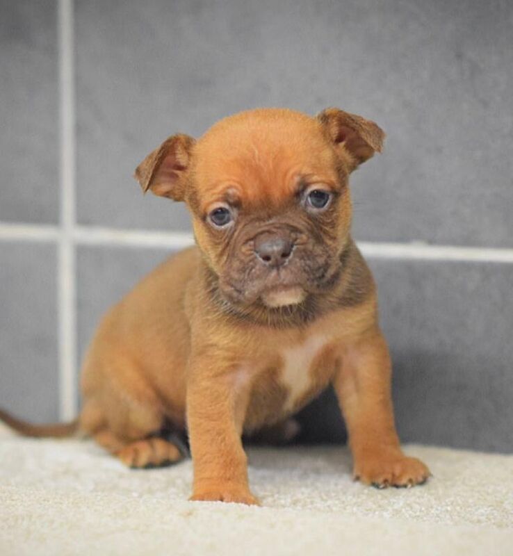 English Bulldog puppies for sale in Wisbech, Cambridgeshire – 3 months old - Image 5 of 5