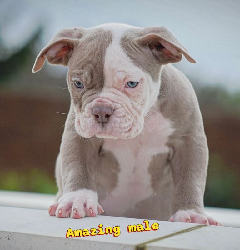 English Bulldog puppies for sale in Wisbech, Cambridgeshire – 4 weeks old