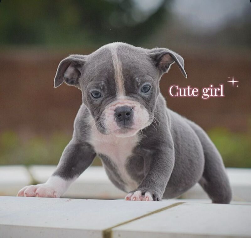 English Bulldog puppies for sale in Wisbech, Cambridgeshire – 4 weeks old - Image 2 of 5