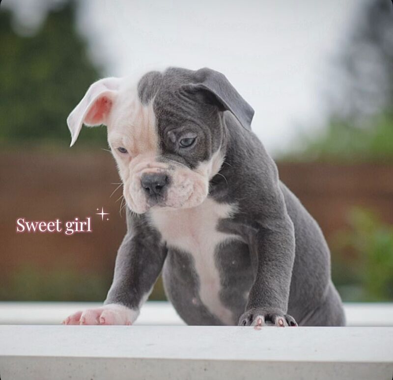 5 star licensed registered breeder!!! 