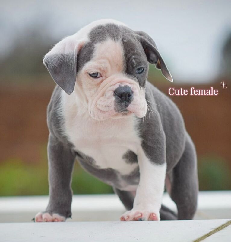 English Bulldog puppies for sale in Wisbech, Cambridgeshire – 4 weeks old - Image 4 of 5