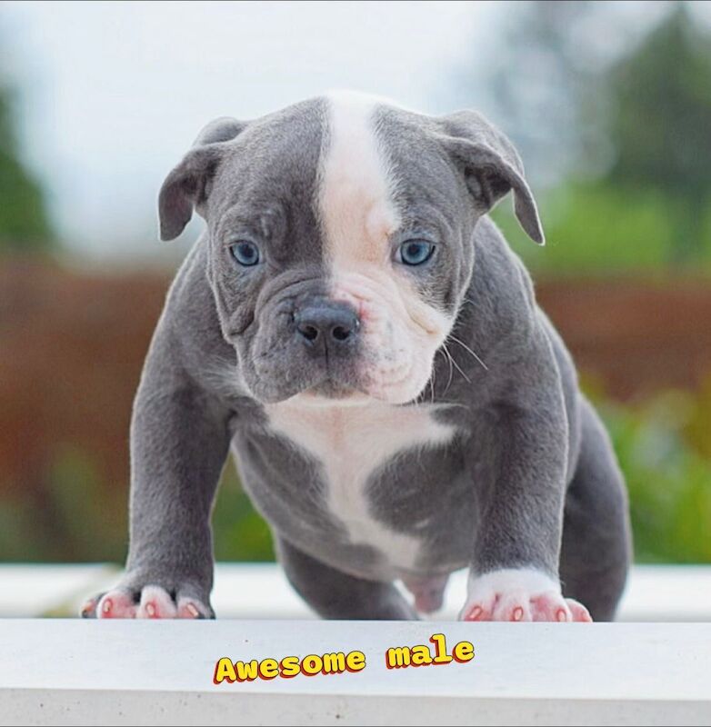 English Bulldog puppies for sale in Wisbech, Cambridgeshire – 4 weeks old - Image 5 of 5