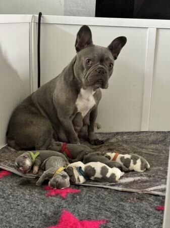5 Stunning French bulldogs lilac tan blue pied for sale in Denton, Greater Manchester