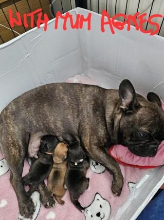 5 week old 2 french bulldog with kc pedigree microchip+, sma for sale in Dukinfield, Greater Manchester