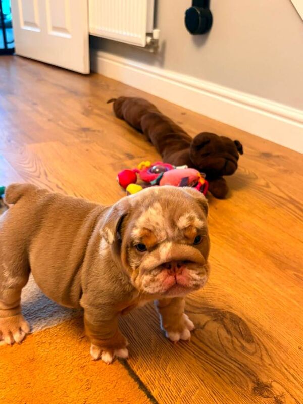 Bulldog Puppies For Sale
